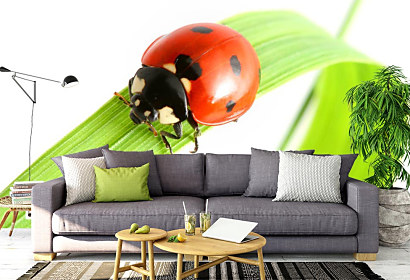 Fototapeta Ladybird 1676